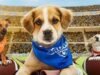 Puppy Bowl 2026: como assistir e transmitir Furry Showdown