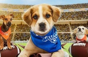 Puppy Bowl 2026: como assistir e transmitir Furry Showdown