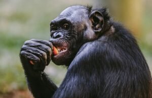 Macaco quebra vidro de exibição durante lançamento para visitantes do Zoológico de Memphis