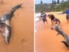 Praia de Bungan: tubarões avistados perto da costa de Sydney depois que golfinhos apareceram na areia