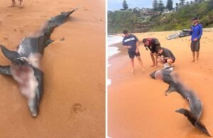 Praia de Bungan: tubarões avistados perto da costa de Sydney depois que golfinhos apareceram na areia