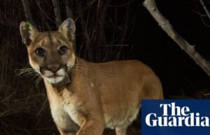 Os leões da montanha são protegidos pela Lei de Espécies Ameaçadas da Califórnia. Califórnia