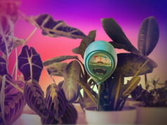 Minhas plantas continuaram morrendo até que experimentei este dispositivo de US$ 13