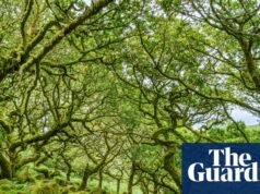 Revisão Antiga por Luke Barley – A História Secreta das Florestas da Grã-Bretanha | livros de ciência e natureza