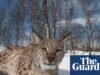 O lince pode retornar à Escócia – mas será que os rewilders conseguirão vencer os cautelosos Highlanders? | Escócia