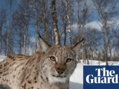 O lince pode retornar à Escócia – mas será que os rewilders conseguirão vencer os cautelosos Highlanders? | Escócia