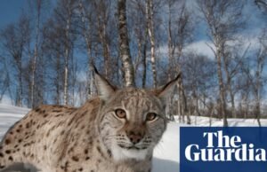 O lince pode retornar à Escócia – mas será que os rewilders conseguirão vencer os cautelosos Highlanders? | Escócia