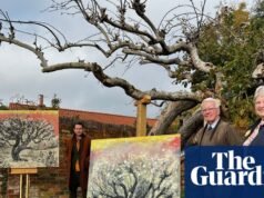 A macieira Bramley original está “ameaçada de extinção”, com a terra onde cresce colocada à venda. nottingham