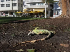 Iguanas caem de árvores na Flórida enquanto o clima frio atinge o sul dos EUA