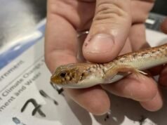 Homem de Sydney recebe sentença recorde de prisão por tentar contrabandear ilegalmente lagartos australianos icônicos