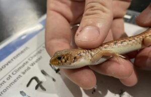 Homem de Sydney recebe sentença recorde de prisão por tentar contrabandear ilegalmente lagartos australianos icônicos