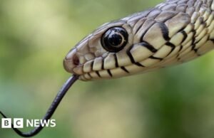 Milhares de pessoas morrem todos os anos devido a picadas de cobra na Índia