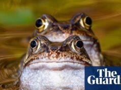 Semana na Vida Selvagem: Golfinhos resgatados, uma baleia branca e um precioso filhote de kakapo