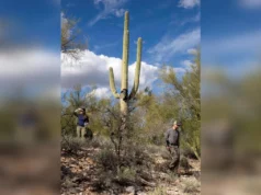 Procure por Nancy Guthrie: investigadores analisam luvas