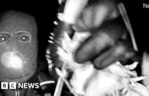 DNA de Nancy Guthrie Suspect encontrado em luvas em vídeo