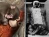 O vínculo do macaco japonês viral Punch com espelhos de brinquedo de pelúcia assombra o estudo de apego dos anos 1950