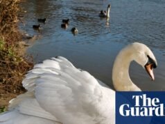 Corrida para impedir suspeita de surto de gripe aviária entre cisnes do Vale do Tâmisa