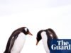 Os pinguins Gentoo são as primeiras aves a serem infectadas com o H5N1 à medida que a gripe aviária se espalha na região australiana. gripe aviária