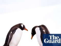 Os pinguins Gentoo são as primeiras aves a serem infectadas com o H5N1 à medida que a gripe aviária se espalha na região australiana. gripe aviária