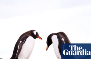 Os pinguins Gentoo são as primeiras aves a serem infectadas com o H5N1 à medida que a gripe aviária se espalha na região australiana. gripe aviária