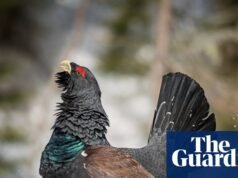 ‘Estamos esperançosos’: Pequenos sinais de recuperação para a espécie rara de tetraz da Escócia ameaçada de extinção