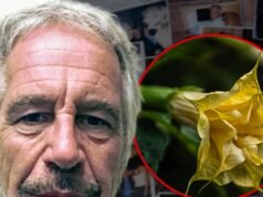 Os e-mails de Jeffrey Epstein mencionam plantas venenosas de ‘drogas zumbis’ que ele mantinha