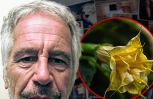 Os e-mails de Jeffrey Epstein mencionam plantas venenosas de ‘drogas zumbis’ que ele mantinha