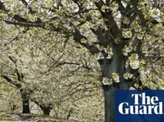 A sakura da Espanha: temporada de flores de cerejeira nas férias na Espanha no Vale do Jerte