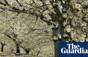 A sakura da Espanha: temporada de flores de cerejeira nas férias na Espanha no Vale do Jerte