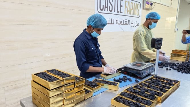 686a204d91404-pekerja-sedang-menyortir-kurma-ajwa-di-castle-farms-madinah_665_374.jpg