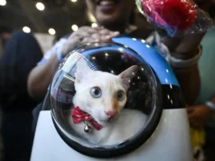 Viajar com animais de estimação: 5 dicas para uma viagem tranquila