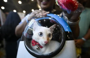 Viajar com animais de estimação: 5 dicas para uma viagem tranquila