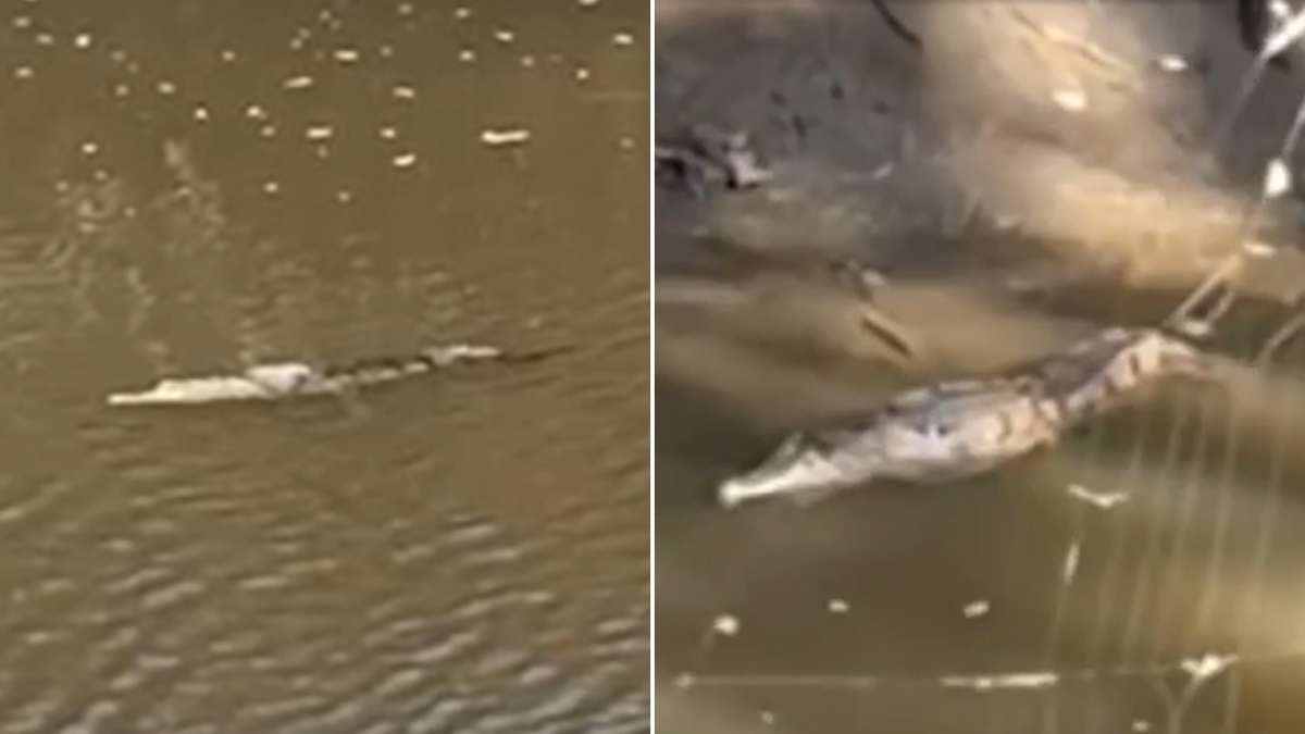 Crocodilo encontrado misteriosamente longe de casa em um lago atrás de Newcastle Bunnings
