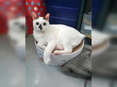 Abrigo Estrela do Mês: Aranha Gato Doméstico