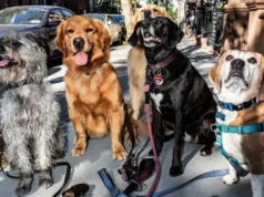 Seu cachorro está fazendo xixi enquanto vê a melhor arte popular de Nova York?