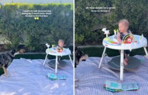 Mãe captura impasse histérico entre cachorro e bebê de 5 meses por causa da bola