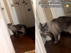 O dono chora ao perceber o que o gato faz todas as noites depois que as luzes se apagam