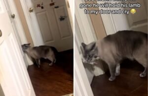 O dono chora ao perceber o que o gato faz todas as noites depois que as luzes se apagam