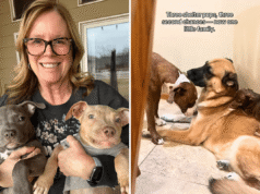 Coração derretendo ao ver que agora é uma ‘segunda chance’ para 3 filhotes de abrigo