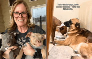 Coração derretendo ao ver que agora é uma ‘segunda chance’ para 3 filhotes de abrigo