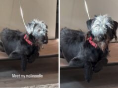 Mulher resgata mistura de Malinois e Doodle – ninguém está pronto para a aparência do cachorro