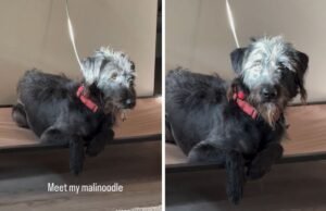 Mulher resgata mistura de Malinois e Doodle – ninguém está pronto para a aparência do cachorro