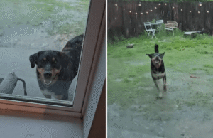 Dono ensina cachorro a amar tempestades e fica histérico sobre como o tiro sai pela culatra