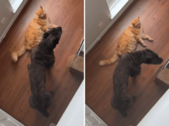 O proprietário criou Cane Corso e o gato juntos – agora eles pensam que são irmãos de ninhada