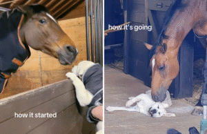 A amizade inesperada do filhote de labrador com o cavalo de 20 anos derrete corações