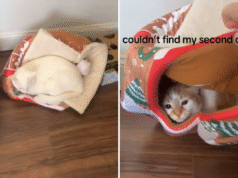 O gato desaparece em casa, deixando o dono atordoado com o que descobre debaixo da cama