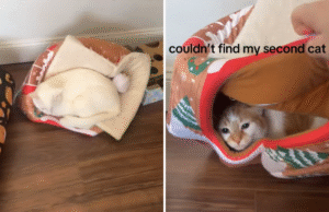 O gato desaparece em casa, deixando o dono atordoado com o que descobre debaixo da cama