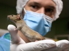 Riscos ocultos da dieta cetogênica nomeados em estudo com ratos