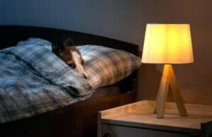 O veterinário revela características comuns em casa que podem deixar seu cão ansioso