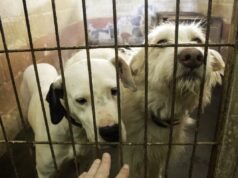 Comportista animal revela o que os filhotes aprendem com os resgates que os filhotes não aprendem